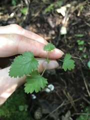 Calceolariaceae