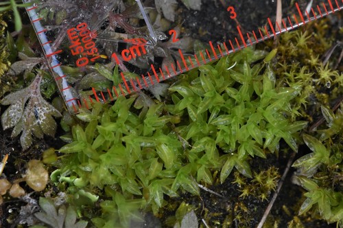 Image of Encalypta ciliata by no rights reserved