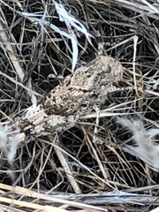 Trimerotropis fontana