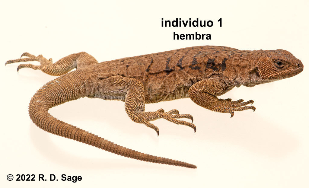 Dark Chuckwalla