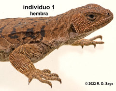 Phymaturus tenebrosus