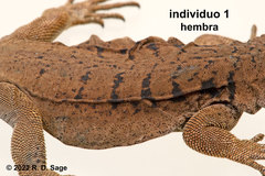 Phymaturus tenebrosus