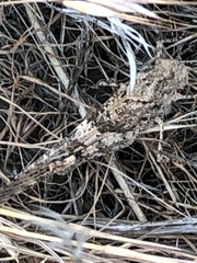 Trimerotropis fontana