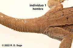 Phymaturus tenebrosus
