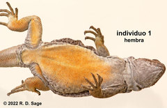 Phymaturus tenebrosus