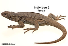 Phymaturus tenebrosus