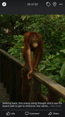 Pongo