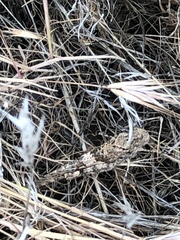 Trimerotropis fontana