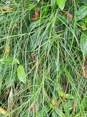 Scleria secans