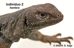 Phymaturus tenebrosus