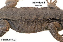 Phymaturus tenebrosus