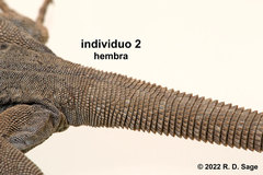 Phymaturus tenebrosus