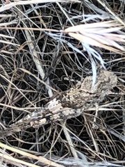 Trimerotropis fontana