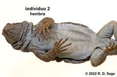 Phymaturus tenebrosus
