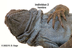 Phymaturus tenebrosus