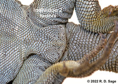 Phymaturus tenebrosus