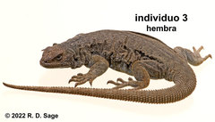 Phymaturus tenebrosus
