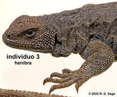 Phymaturus tenebrosus