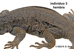 Phymaturus tenebrosus