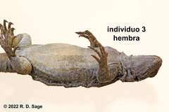 Phymaturus tenebrosus