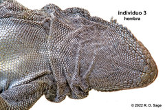 Phymaturus tenebrosus