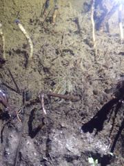 Leptodactylus luctator