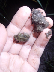 Leptodactylus luctator