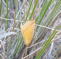 Neoterpes edwardsata