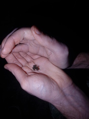 Pseudopaludicola falcipes