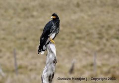 Daptrius carunculatus