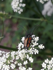 Anastrangalia dubia