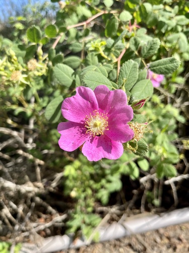 iNaturalist observation photo of California Wild Rose