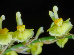 Oncidium macrobulbon