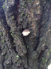 Hohenbuehelia grisea