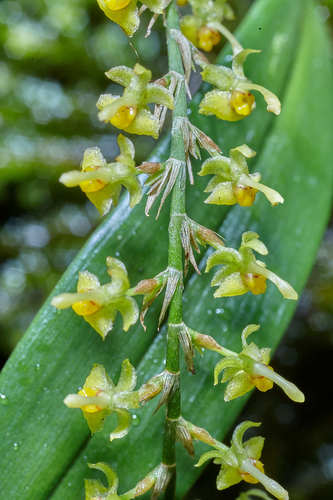 Macrobulbon Orchid