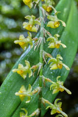 Oncidium macrobulbon