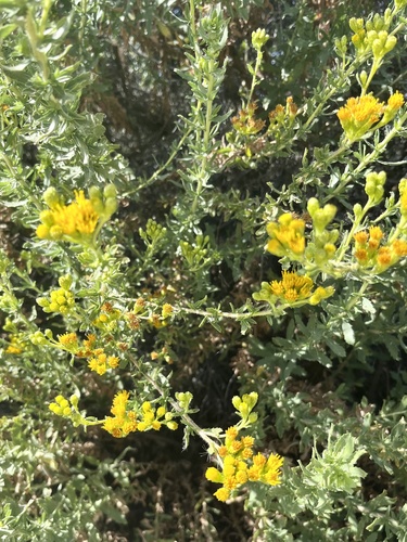 iNaturalist observation photo of Coastal Goldenbush