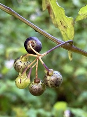 Solanum opacum