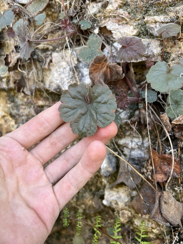 Heuchera puberula, photograph 1