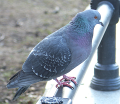 Columba livia domestica