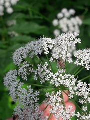 Alosterna tabacicolor