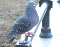 Columba livia domestica