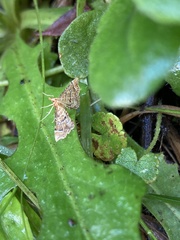 Musotima ochropteralis