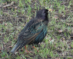Sturnus vulgaris