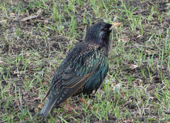 Sturnus vulgaris