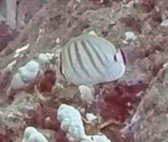 Chaetodon multicinctus