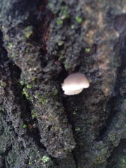 Hohenbuehelia grisea