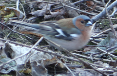 Fringilla coelebs