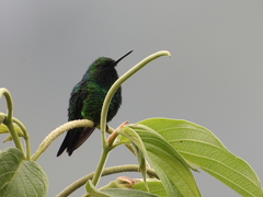 Chlorostilbon melanorhynchus