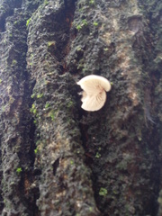 Hohenbuehelia grisea